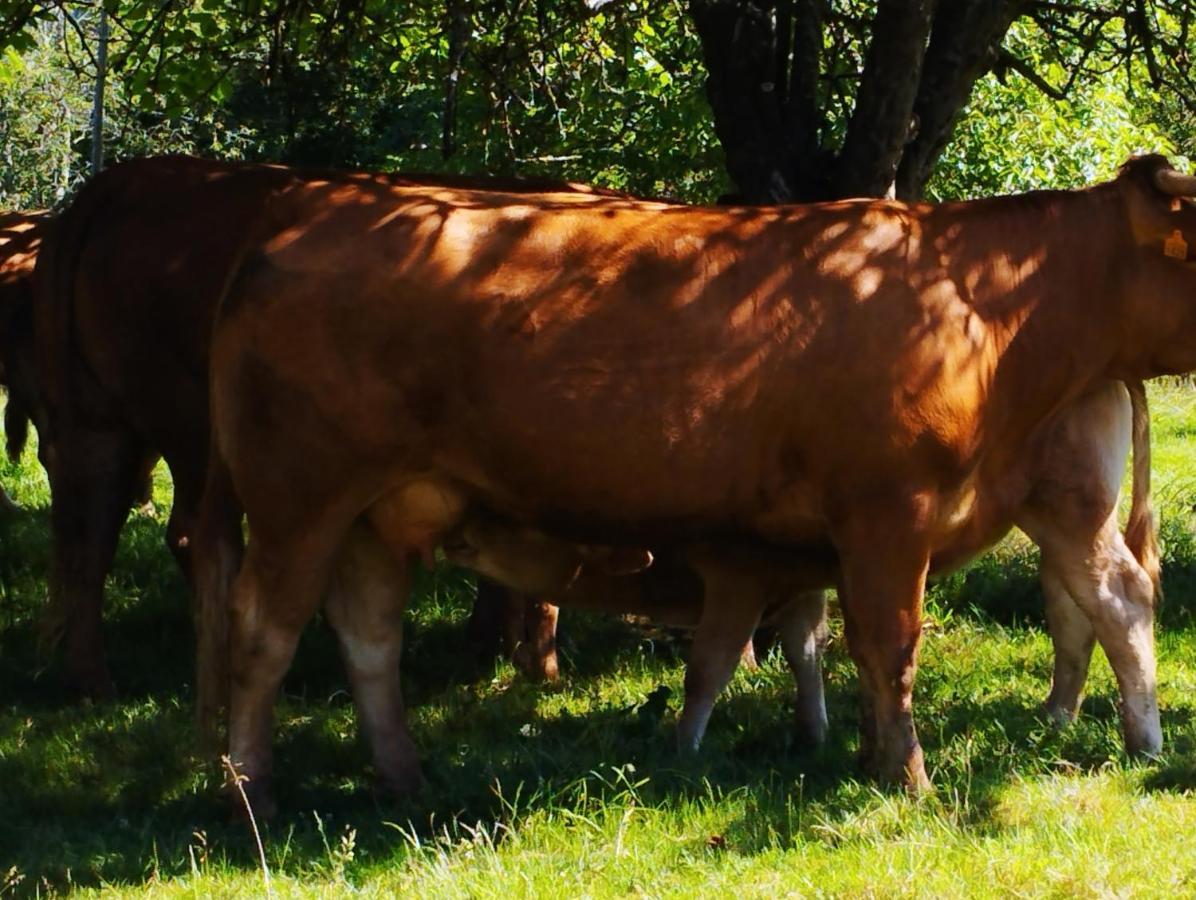 Casa Rural El Jondrigu Onís Zewnętrze zdjęcie